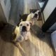 American bulldog (Johnson) puppies ready 6/16/23!