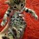 Bengal kittens available for sale in Florida