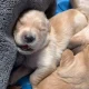 AKC registered golden retriever puppies born 6-14
