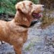AKC Golden retriever