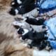 Australian Shepherd Puppies Available 6.21.23