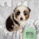 Miniature Australian Shepherd English shepherd