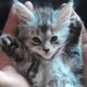 Maine Coon Persian Hybrids