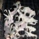 Hound-Heeler Puppies