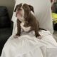 American Bully puppies