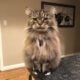Polydactyl Maine Coon
