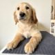 This girl needs a loving home!