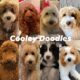 Medium Goldendoodles