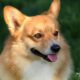 AKC Pembroke Welsh Corgis