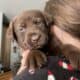 Registered Labradors