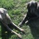 Purebred Weimaraner Puppies
