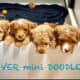 Miniature Goldendoodles