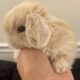 Double Maned Lionhead Babies