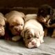 Bulldogs puppies