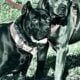 Full Blooded Cane Corso Puppies available Now