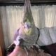 Cockatiel baby birds, Sweet beautiful, tame