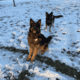 Female Long haired German shepherds
