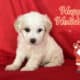 AFFORDABLE MALTIPOO PUPPIES IN BAY AREA!