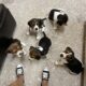 AKC Beagle Puppies for Sale!!!