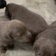 3 Male AKC Labs Available