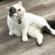 Top Quality Persian Kittens