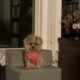 Yorkie – Tiny Female