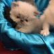 Persians available