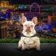 French Bulldog AKC paper and Vaccine