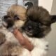 Pomeranians for adoption