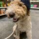 Adorable Labradoodle Puppy