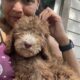 Standard F2B Golden Doodles