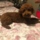 Male Red toy/mini poodles