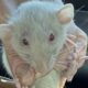 Pet Quality Baby Fancy Rats