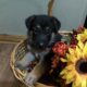 AKC German Shepherd Puppies