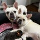 French Bulldog Puppies Available RVA
