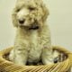 Labradoodle/Goldendoodle Puppies