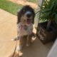 Bernedoodle Puppies