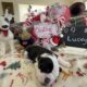 Old English Bulldog Puppies Honolulu Born 10.28.23