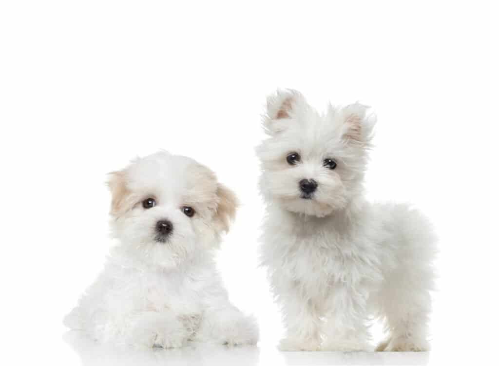 Maltese puppies for sale