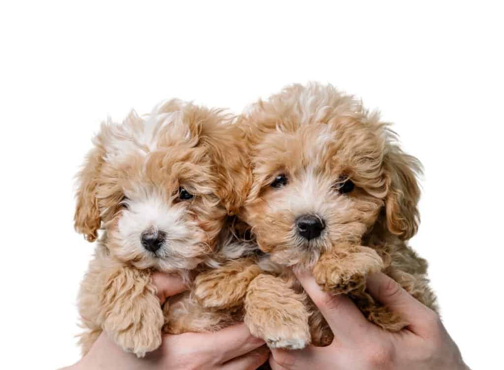 Maltipoo Puppies for Sale