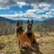 CKC Belgian Malinois Puppies Working Lines