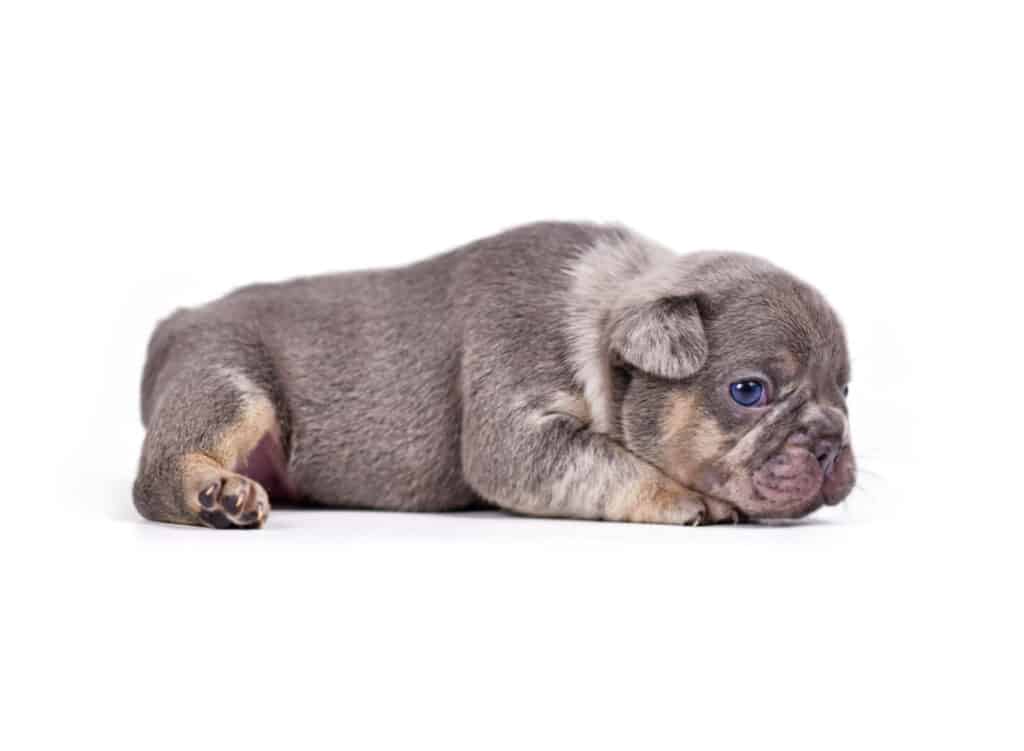 Merle Tan French Bulldog Puppy for Sale