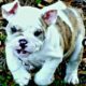 Male Bulldog pup