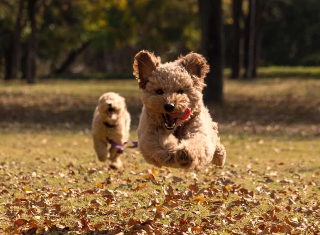 Mini Goldendoodle Puppies running through a park