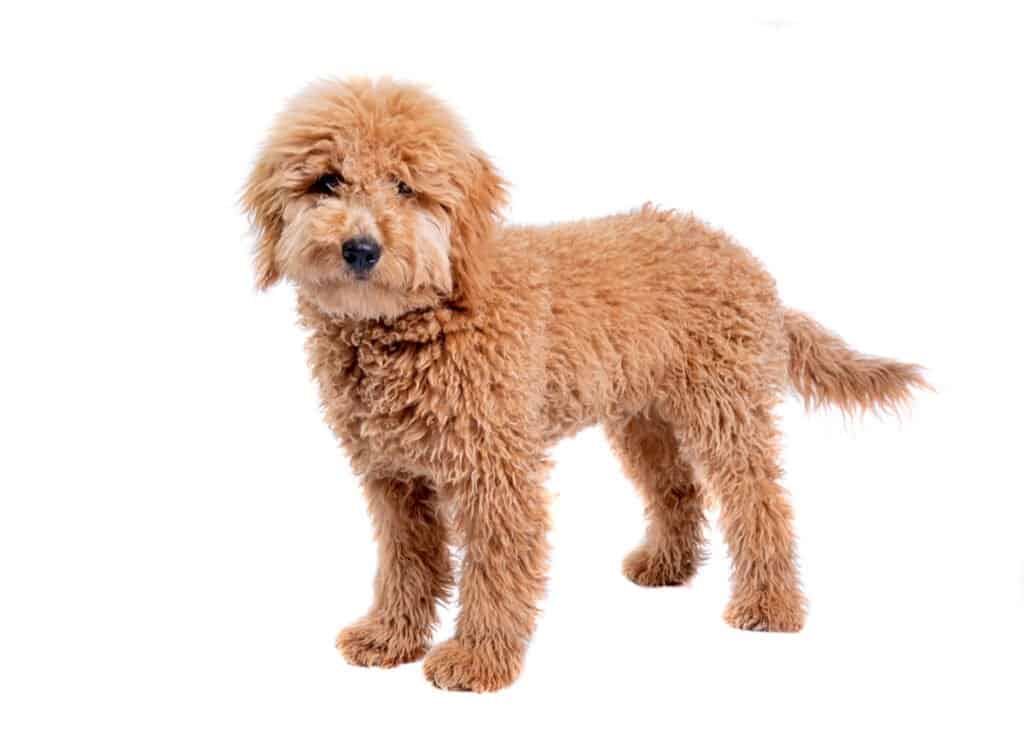 Mini Goldendoodle for Sale 