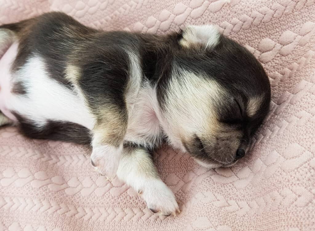 Newborn Chihuahua Puppy