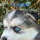 POMSKY PUPPIES AVAILABLE IN FLORIDA!!! Marvin