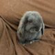 Netherland dwarf rabbit Holland Lop mix