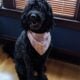 WANTED: 1-3 year old Goldendoodle