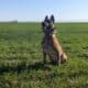 Adult Female Belgian Malinois AKC Registered